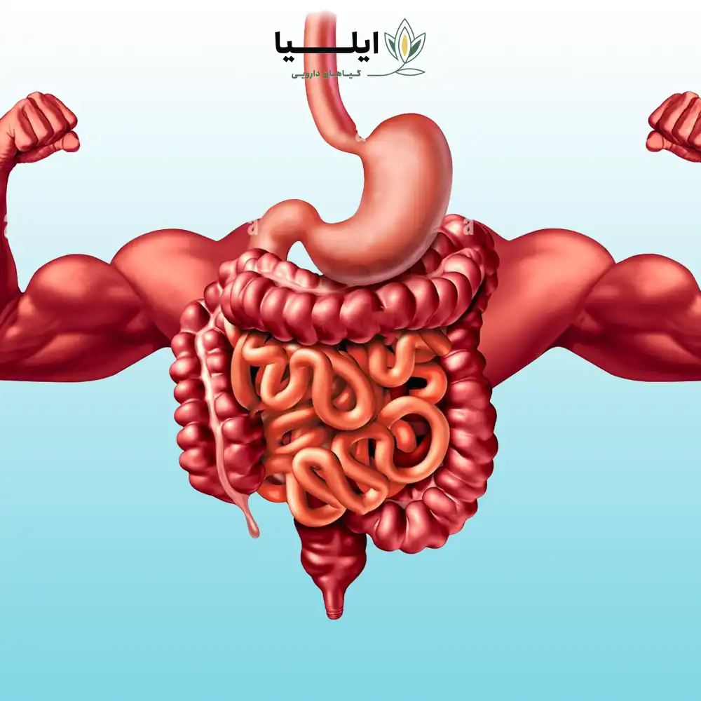 برای تقویت معده چی بخوریم