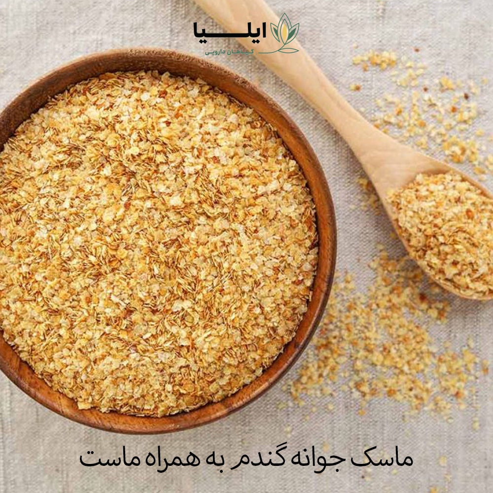 خواص جوانه گندم برای چاقی صورت 04 | گیاهان دارویی ایلیا