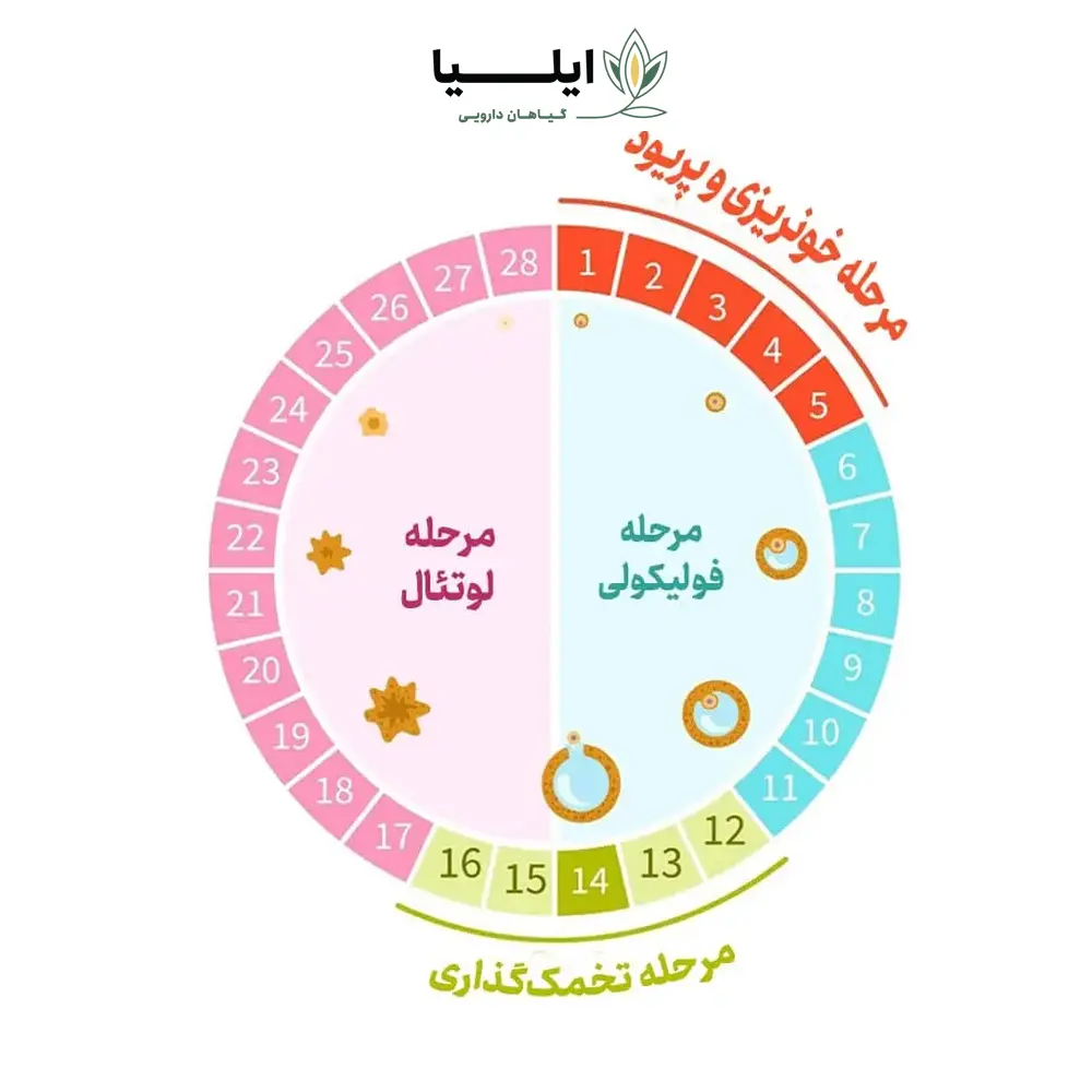 محاسبه سیکل قاعدگی 04 | گیاهان دارویی ایلیا